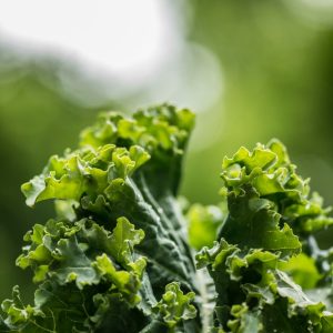 Chou Kale, en botte