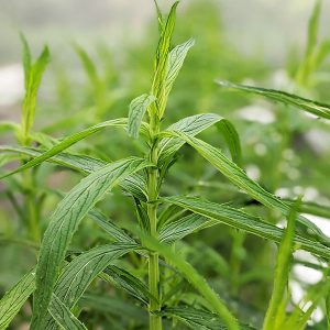 Menthe Africaine