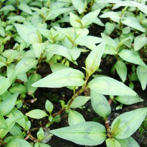 Coriandre Rau Ram (vietnamienne)