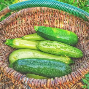 Courgettes (500g)