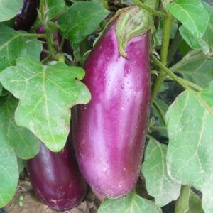 Aubergines (500g)