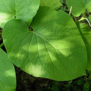 Anis Sacré (6 feuilles)