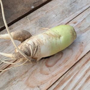 Radis Daikon