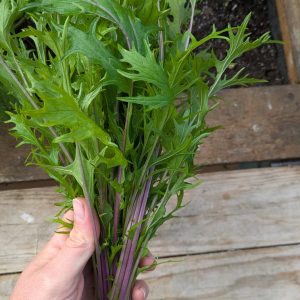 Mizuna jeunes pousse, en botte